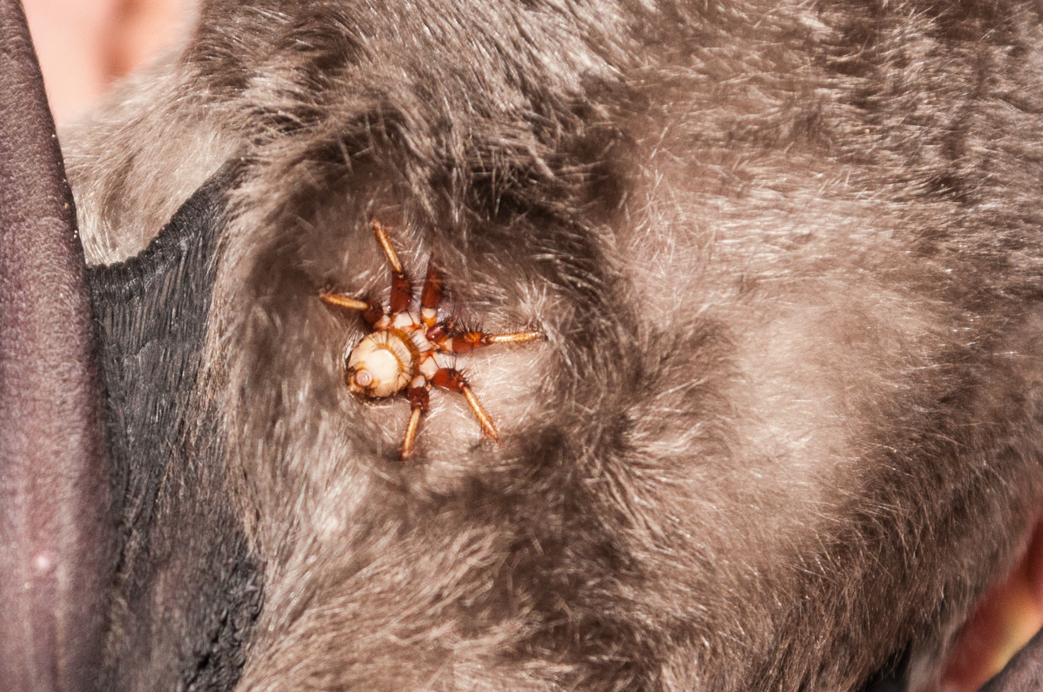 Oumatjie Cave Plettenberg Bay Rhinolophus capensis+Nycteribiidae (13)